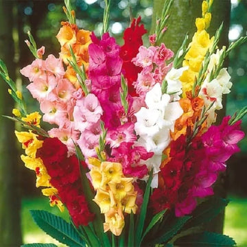 Heirloom Non-GMO Gladiolus Flower Seeds | Perennial Sword Lily Blooms for Garden Borders