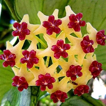 Canossa Flower Seeds for Planting NON GMO Seeds