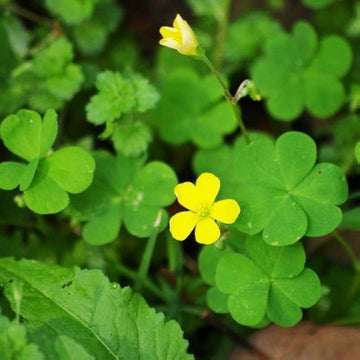 Green Leaf Clover Flower Seeds – Heirloom Non-GMO Lucky Blooms for Decorative Garden Ground Cover