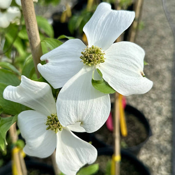 Cornus Florida Seeds for Planting – Organic, Heirloom, Non-GMO Flowering Tree Seeds