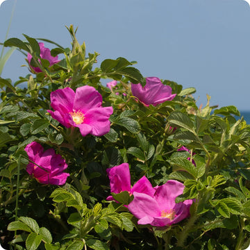 Rosa Rugosa Flower Seeds for Planting, NON GMO Seeds