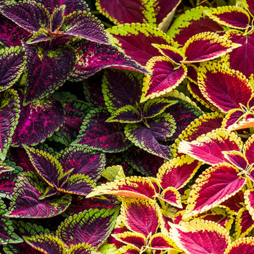 Coleus Multi-Colored Plant Seeds – Heirloom, Non-GMO Seeds for Planting Vibrant Foliage