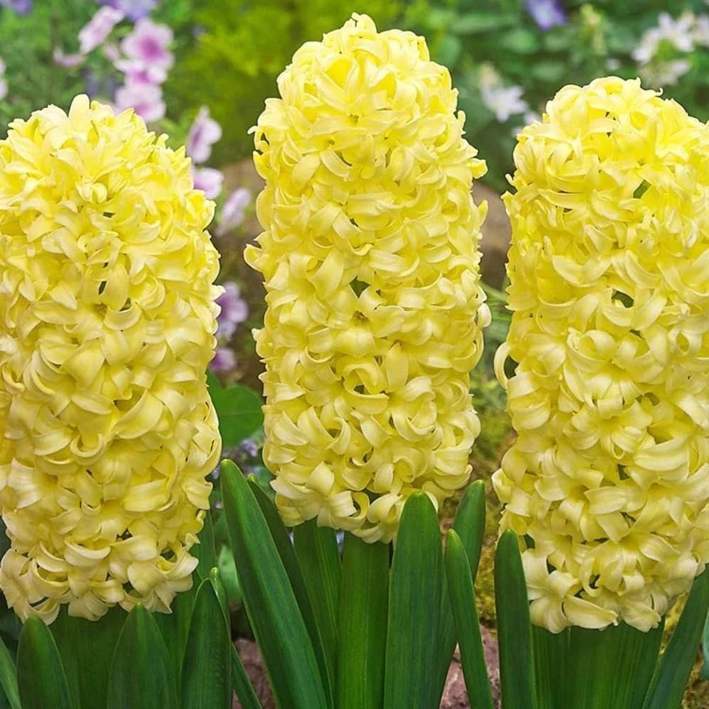 Yellow Hyacinthus Orientalis Flower Seeds for Planting NON GMO Seeds for planting in home garden