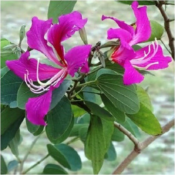 Purple Orchis Flower Seeds for Planting, 100 pcs