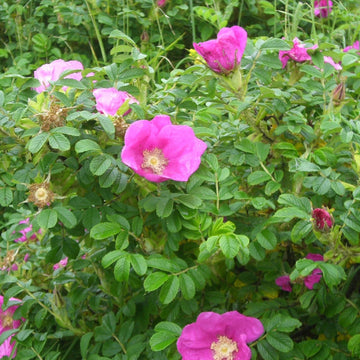 Rugosa Pink Seeds for Planting – Organic, Heirloom, Non-GMO Flower Seeds