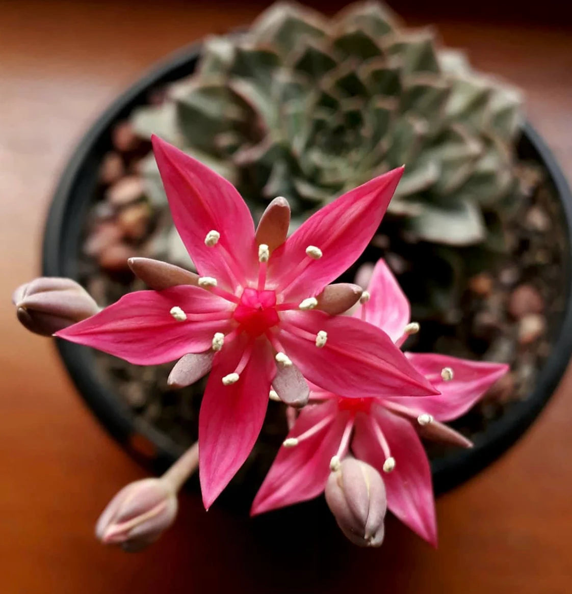 Graptopetalum Bellum Flower Seeds for Planting -Grow Vibrant Flowers at your Home Garden seeds for planting in home garden