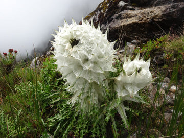 Heirloom Non-GMO Saussurea Plant Seeds for Unique Foliage and Alpine Garden Planting