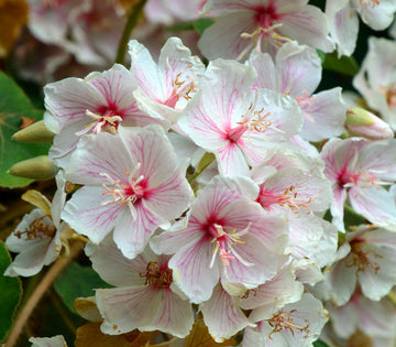Dombeya Burgessiae Flower Seeds for Planting, NON GMO Seeds