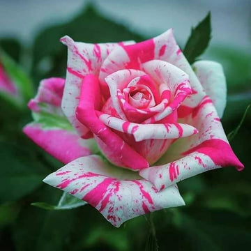 White & Pink Rose Mix Heirloom Non-GMO Seeds for Planting