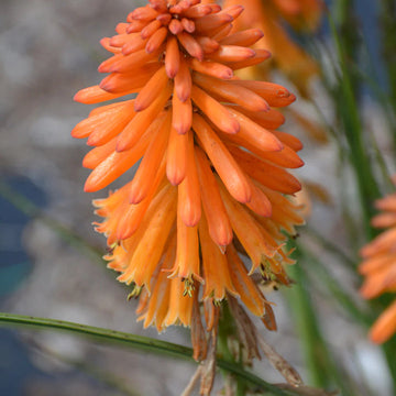 Orange Hot Poker Torch Lily, Kniphofia Perennial Flower Seeds for Planting – Heirloom and Non-GMO Garden Seeds