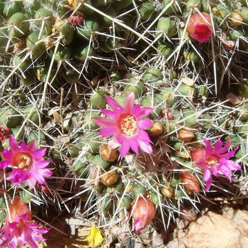 Mammillaria Mixed Cactus Flower Seeds – Organic, Heirloom, Non-GMO Seeds for Planting