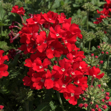 Red Verbena Scarlet Flower Seeds for Planting – Heirloom, Non-GMO, Organic