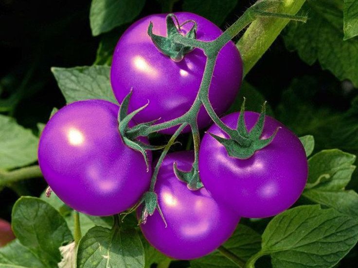 Violet Tomato Solanum lycopersicum seeds for garden planting
