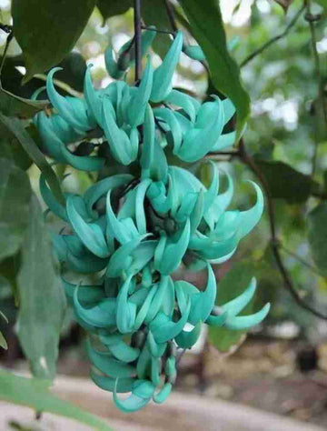 Organic Jade Green Flower Seeds for Planting – Heirloom, Non-GMO