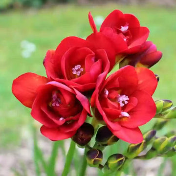 Red Freesia Seeds for Planting – Heirloom, Non-GMO Organic Flower Seeds