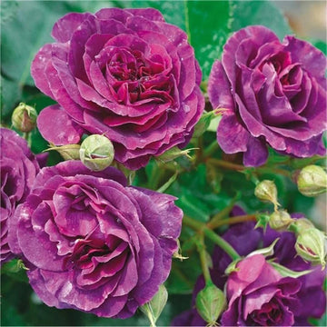 Biosnyg Purple Rose Rosa Rugosa Thunb Heirloom Non-GMO Plant Seeds for Garden and Planting