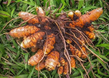 Brown Turmeric Plant Seeds – Healing Herb for Gardens - Heirloom & Non-GMO Seeds for planting – Fresh Herb for Your Garden