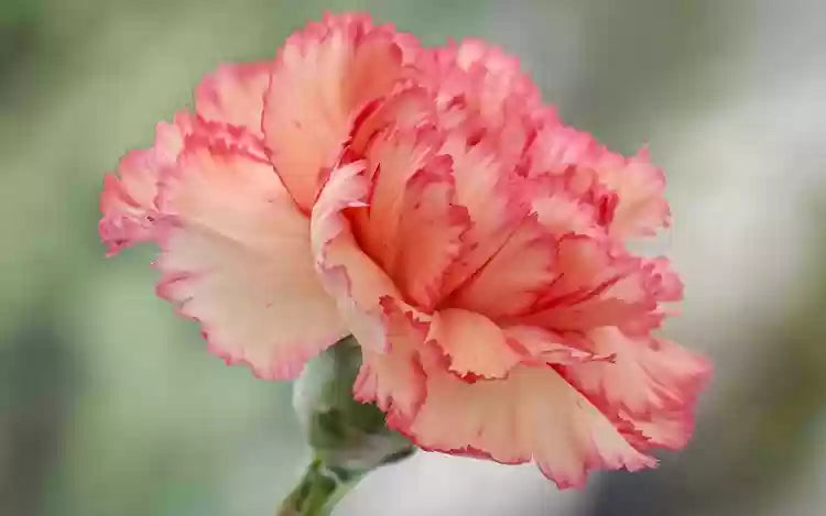 Orange Red Carnation Flower Seeds for Vibrant Garden Planting - Red for planting in home garden