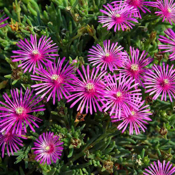 Pink Delosperma Flower Seeds for Planting, 100 pcs