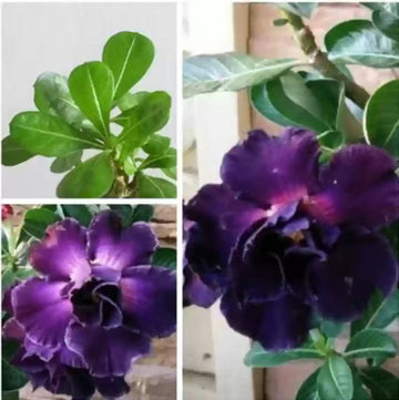 Purple Adenium Obesum Flower Seeds for Planting - NON GMO Seeds