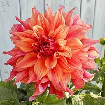 Belle of Barmera Dahlia Flower Seeds for Planting - Heirloom & Non-GMO Garden Seeds