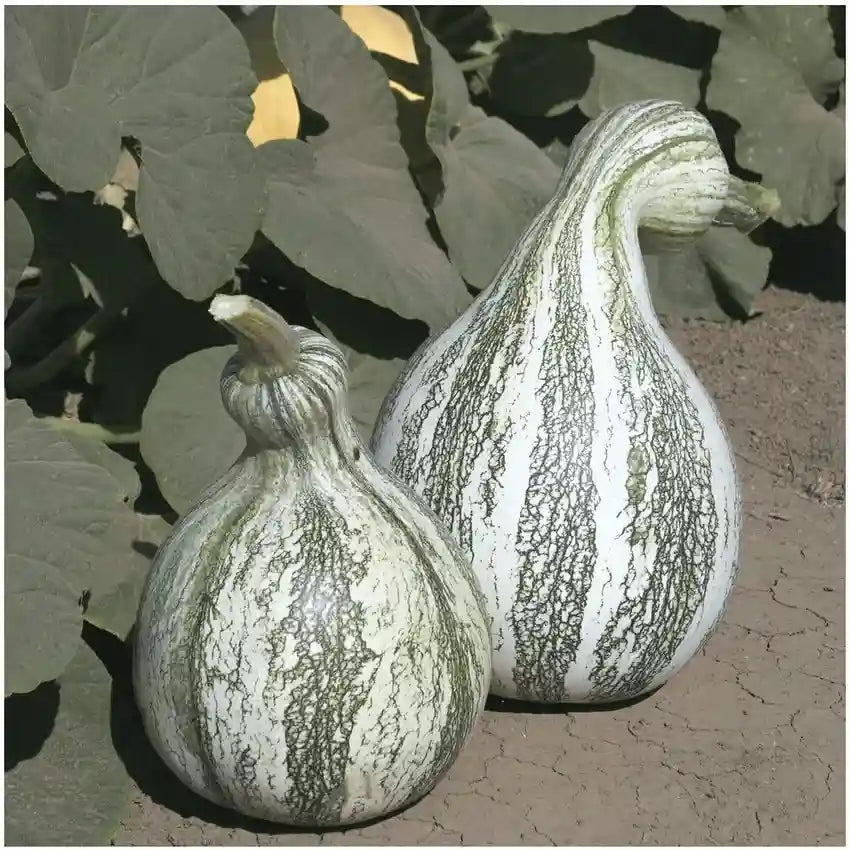 Cushaw Pumpkin Cucurbita argyrosperma seeds for garden planting