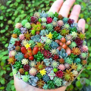 Mixed Schoenlandii Cereiformis Plant Seeds for Planting - 100 pcs
