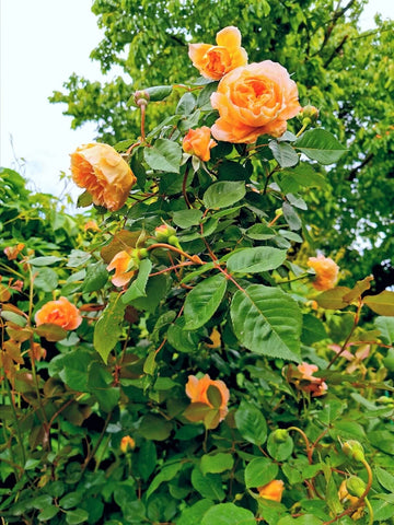 Dark Orange Climbing Rose Seeds for Planting – Heirloom, Non-GMO Garden Flower Seeds