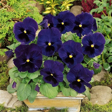 Deepblue Pansy Flower Seeds for Planting - NON GMO Seeds
