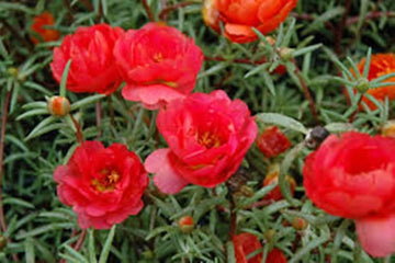Red Portulaca Flower Seeds for Planting - NON GMO Seeds