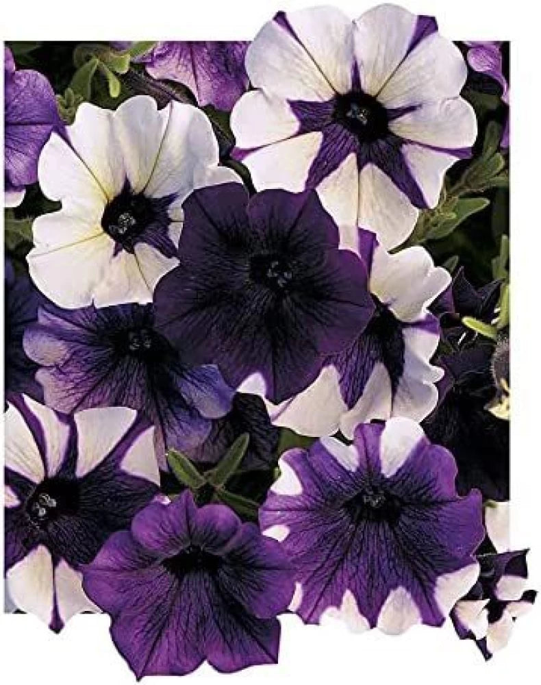 Shock Wave Tie Dye Purple Petunia Flower Seeds for Planting - Heirloom, NON-GMO, Easy to Grow for planting in your garden.