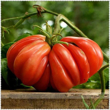 Giant Oxheart Tomato Vegetable Seeds for Planting - Non-GMO Garden Seeds