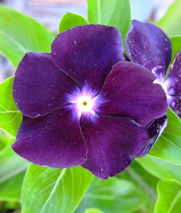 Vinca Flower Seeds for Planting - 100 pcs