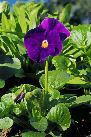 Violet Flower Seeds for Planting, NON GMO Seeds