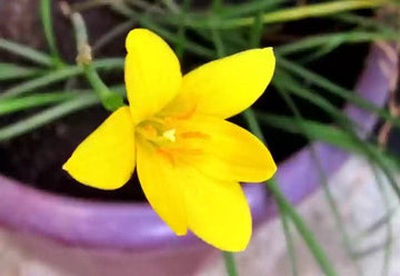 Heirloom Balsamine Yellow Flower Seeds – Non-GMO Bright Annual Blooms for Garden Planting