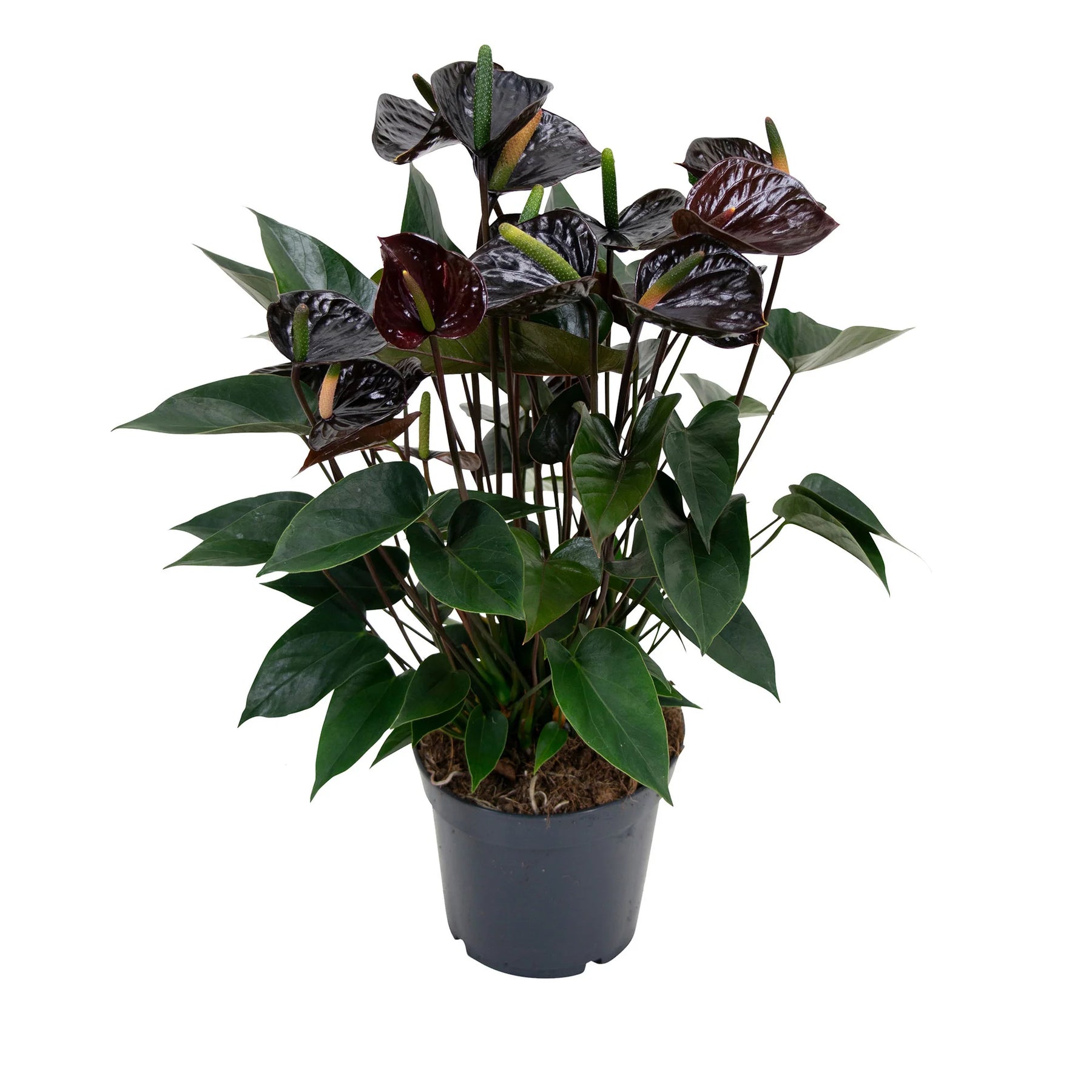 Heirloom Non-GMO Black Anthurium Flower Seeds for Planting – Exotic Indoor Plant Seeds - Non-GMO for planting in home garden
