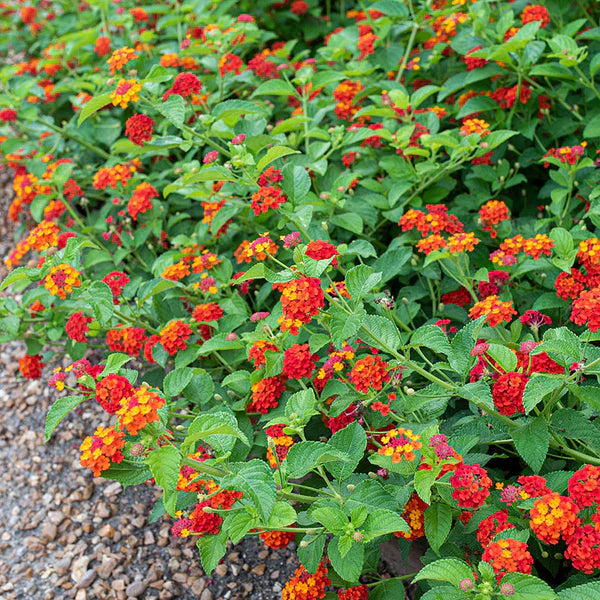 Lantana Flower Seed for Planting 100 pcs - Flower for planting in home garden