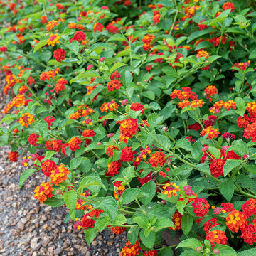 Lantana Flower Seed for Planting 100 pcs