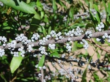 Black Myrica Cerifera Fruit Seeds - 5pcs, Unique Fruit Trees for Your Garden 100 Pcs pcs