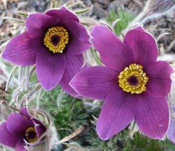 Violet Pasque Flower Seeds – Heirloom Non-GMO Perennial Seeds for Vibrant Garden Displays