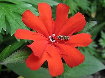 Red Orange Lychnis Arkwrightii Flower Seeds - 100 pcs for planting in your garden.