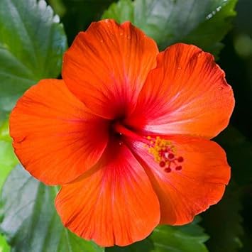 Heirloom Orange Hibiscus Flower Seeds ƒ?? Non-GMO Tropical Garden Blooms for Planting
