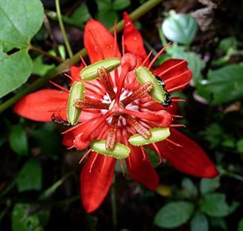 Red Passiflora Seeds for Planting – Organic, Heirloom, Non-GMO Flower Seeds