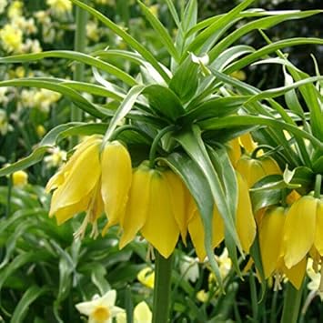Yellow Imperial Crown Fritillaria Flower Seeds for Planting - Heirloom & Non-GMO Seeds for planting