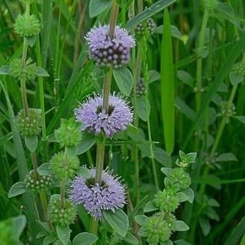 Heirloom Non-GMO Purple Pennyroyal Flower Seeds – Aromatic Blooms for Garden Planting