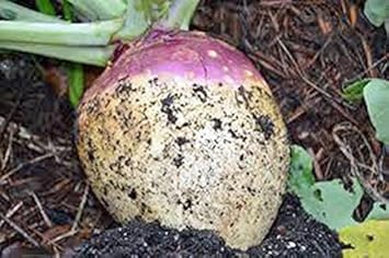 Purple‑White Rutabaga Brassica napus seeds for garden planting