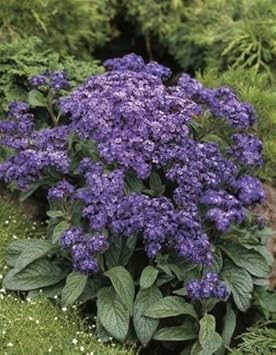 Purple Heliotrope Flower Seeds for Planting, 100 pcs