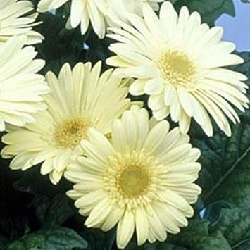 White Gerbera Vanilla Flower Seeds – Heirloom, Non-GMO Flower Seeds for Planting