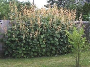 Green Macleaya Cordata Seeds for Planting - Unique Plant - heirloom & Non GMO Seeds