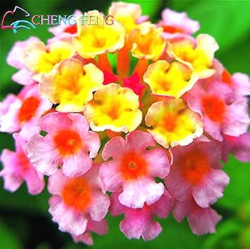 Heirloom Non-GMO Pink Lantana Flower Seeds for Butterfly Gardens and Colorful Outdoor Planting